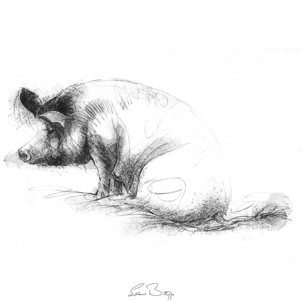 Pig sat in mud