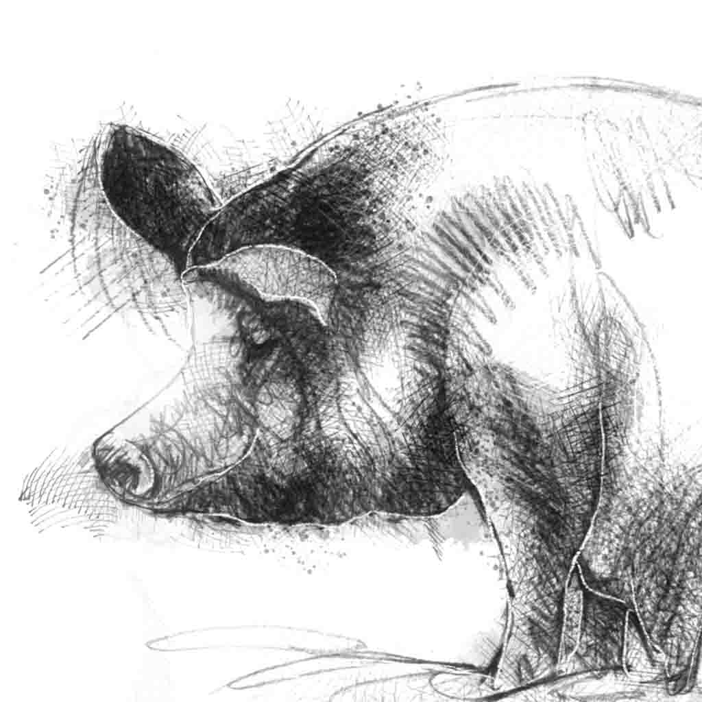 Pig sat in mud
