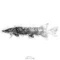 Pike