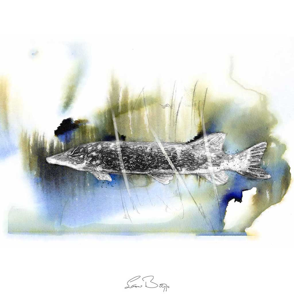 Pike fish