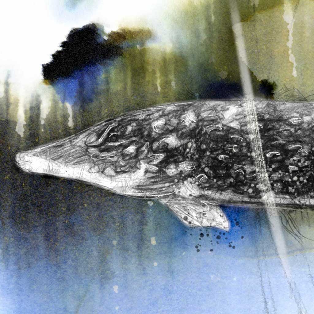 Pike fish