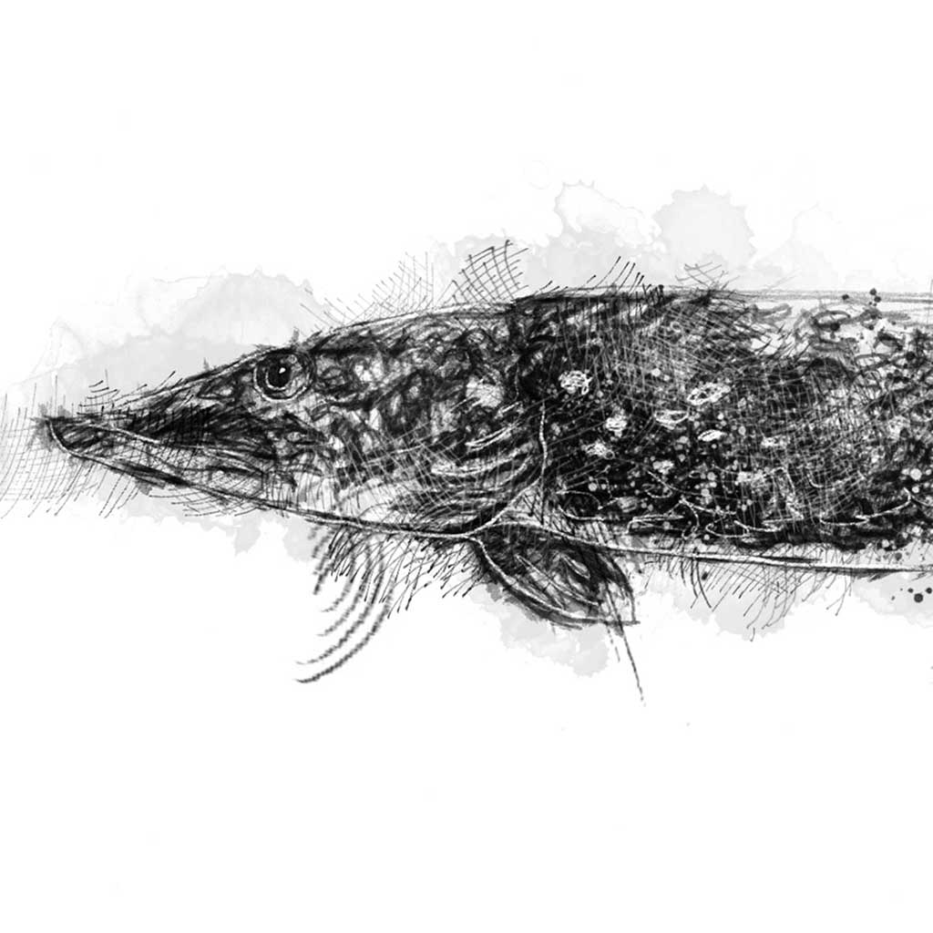 Pike