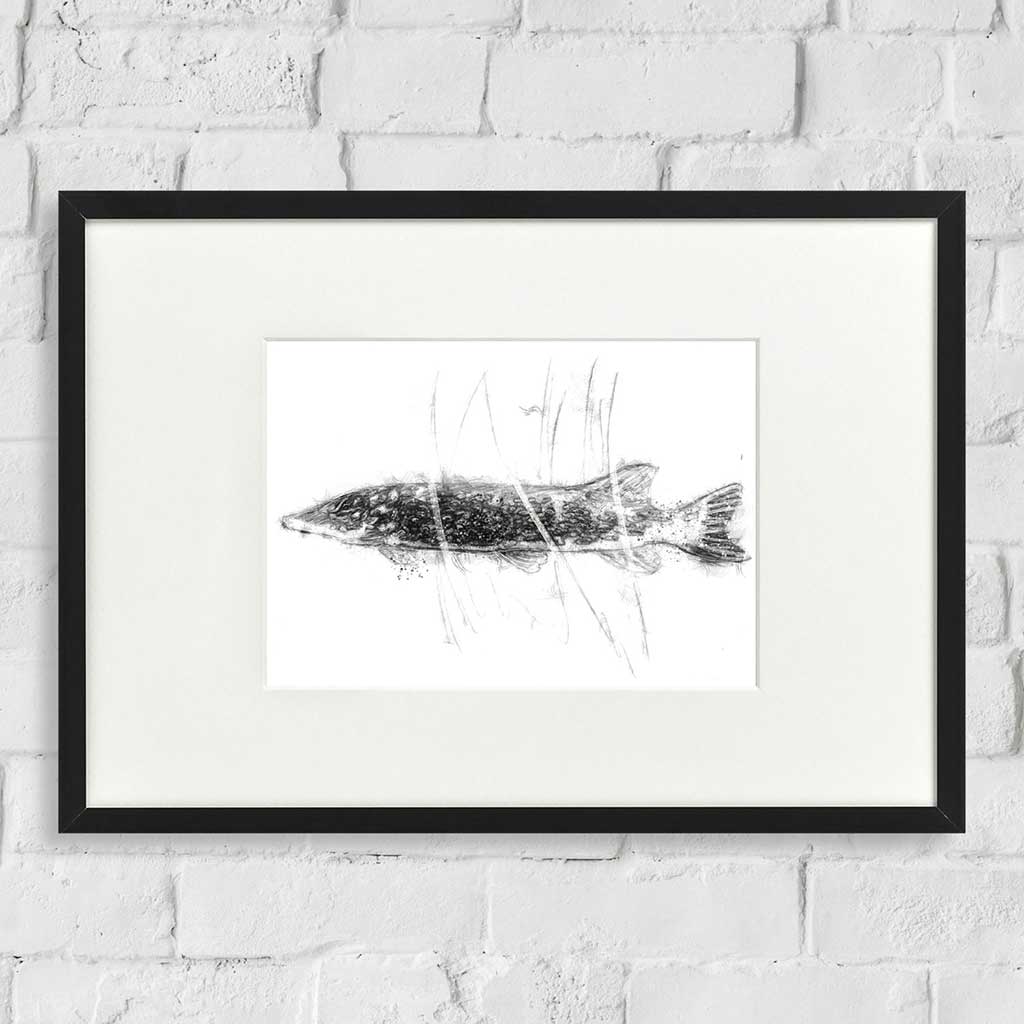 Pike fish