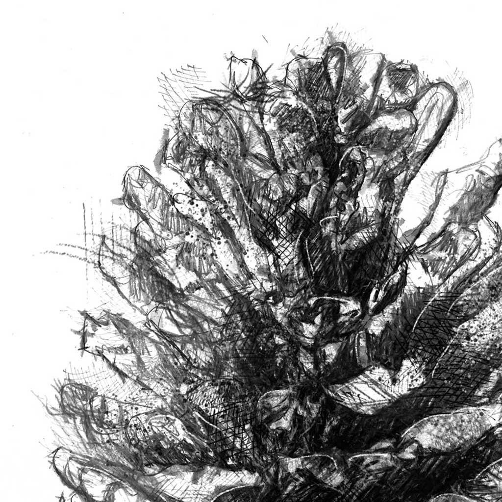 Pine cone