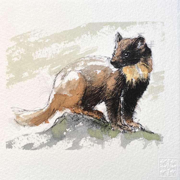 Pine marten original mini sketch