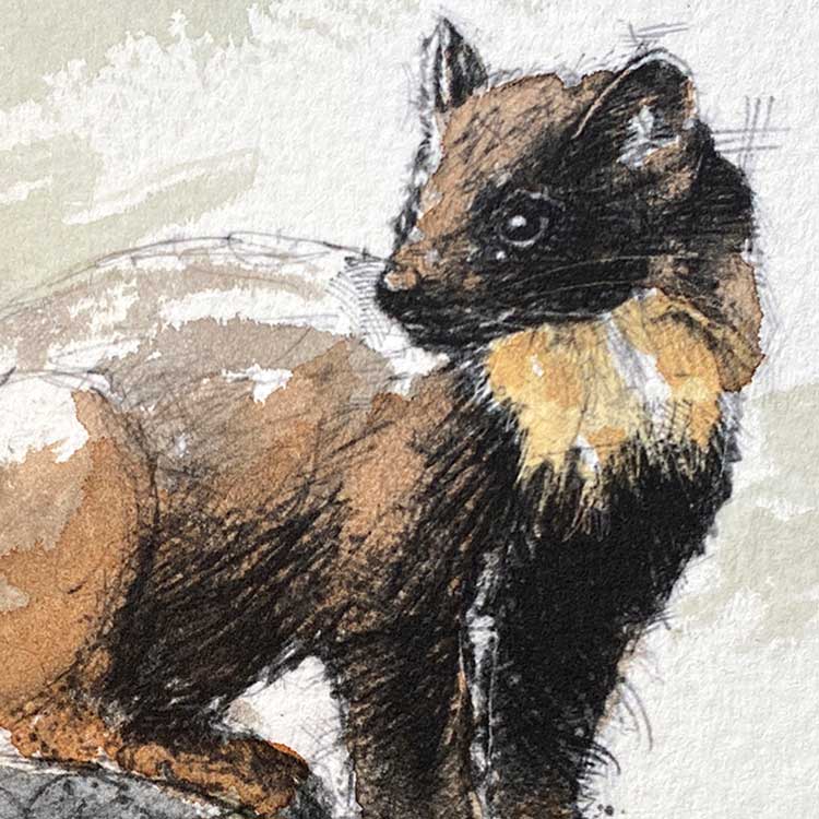 Pine marten original mini sketch