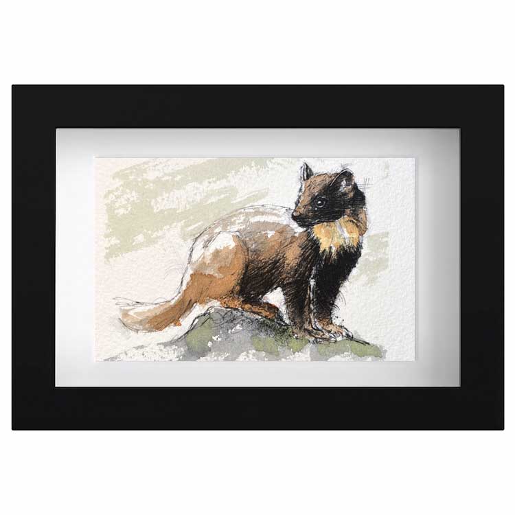 Pine marten original mini sketch