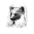 Black and white illustration of a pine marten head on a white background