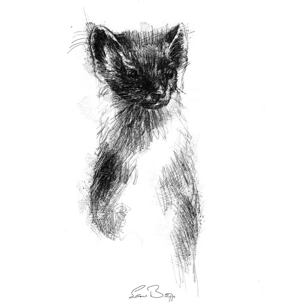 Pinemarten
