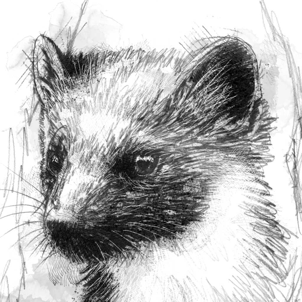 Pine marten - BW Sketch