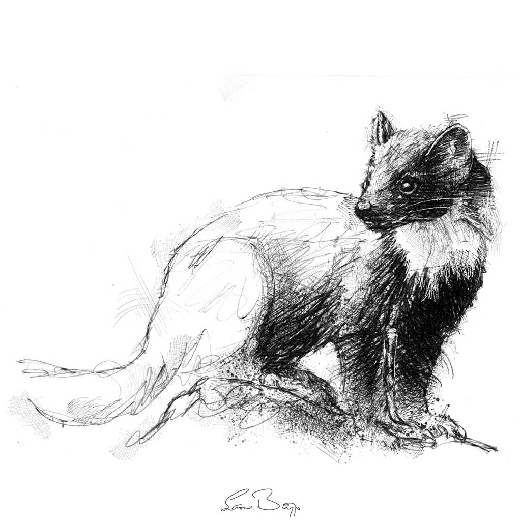 Pine marten