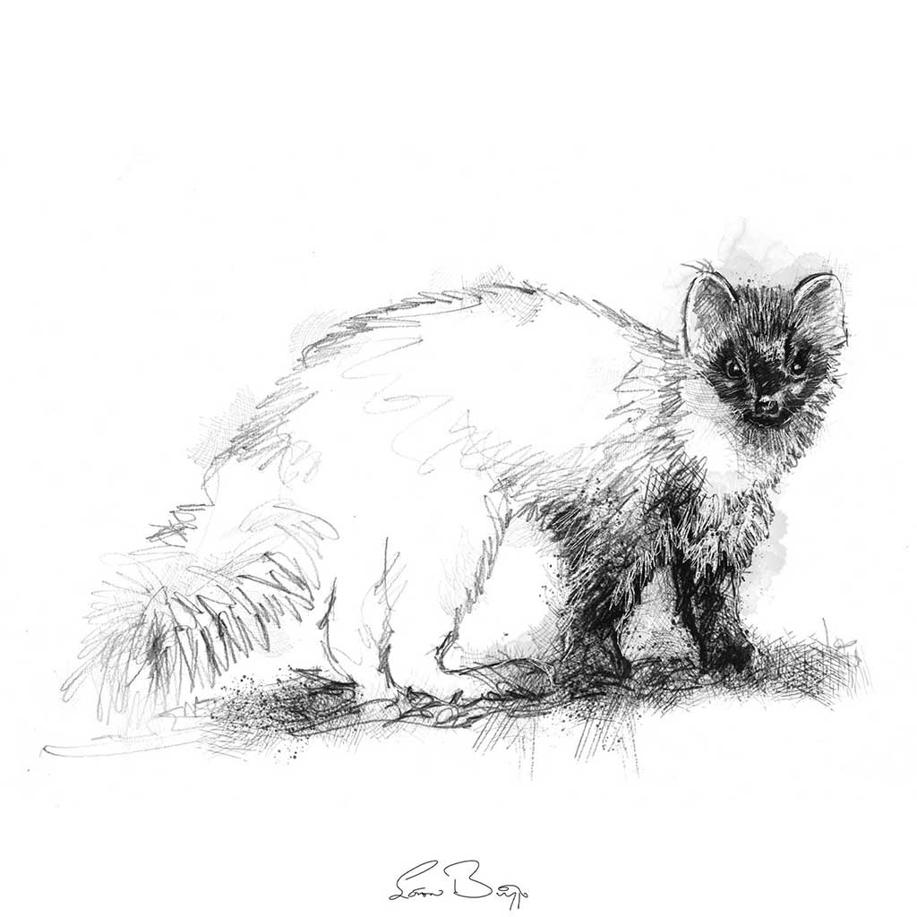 Pinemarten