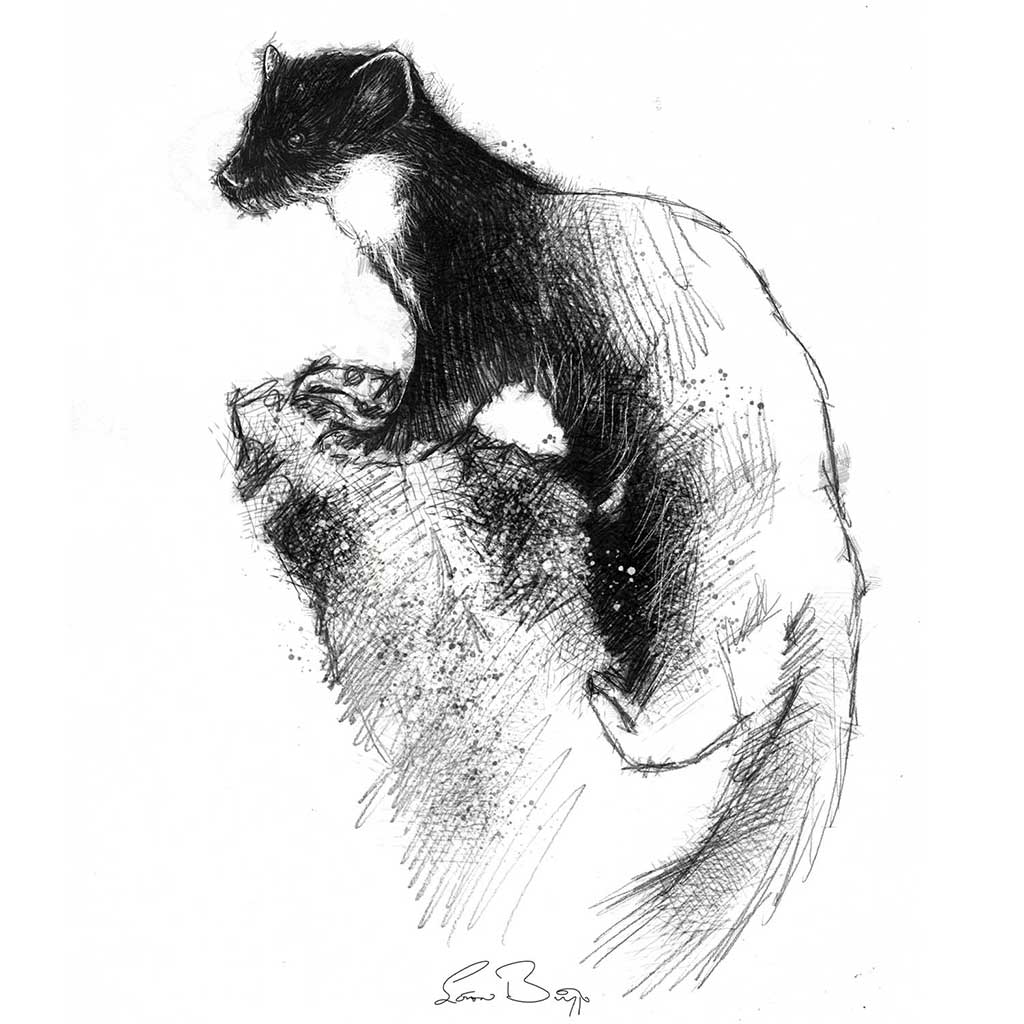 Pinemarten