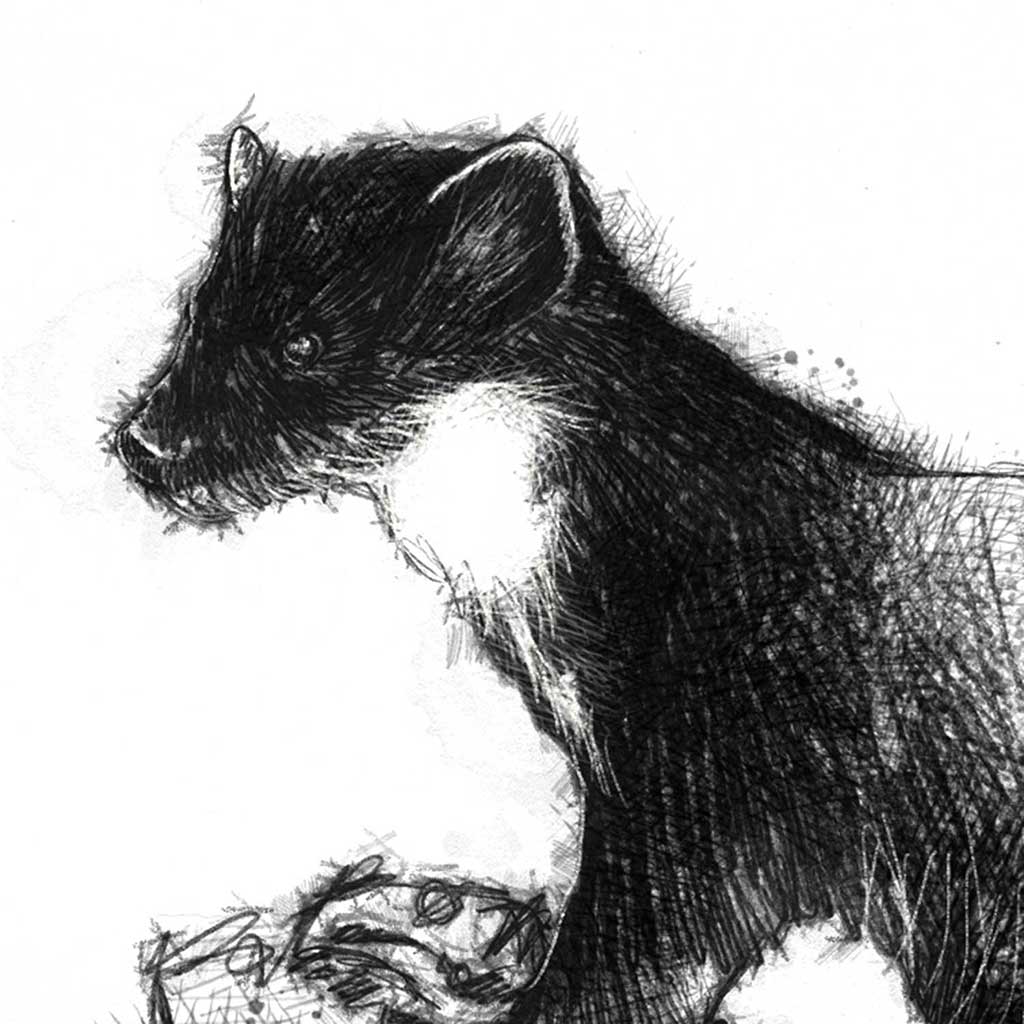 Pinemarten