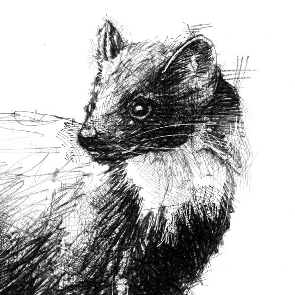 Pine marten