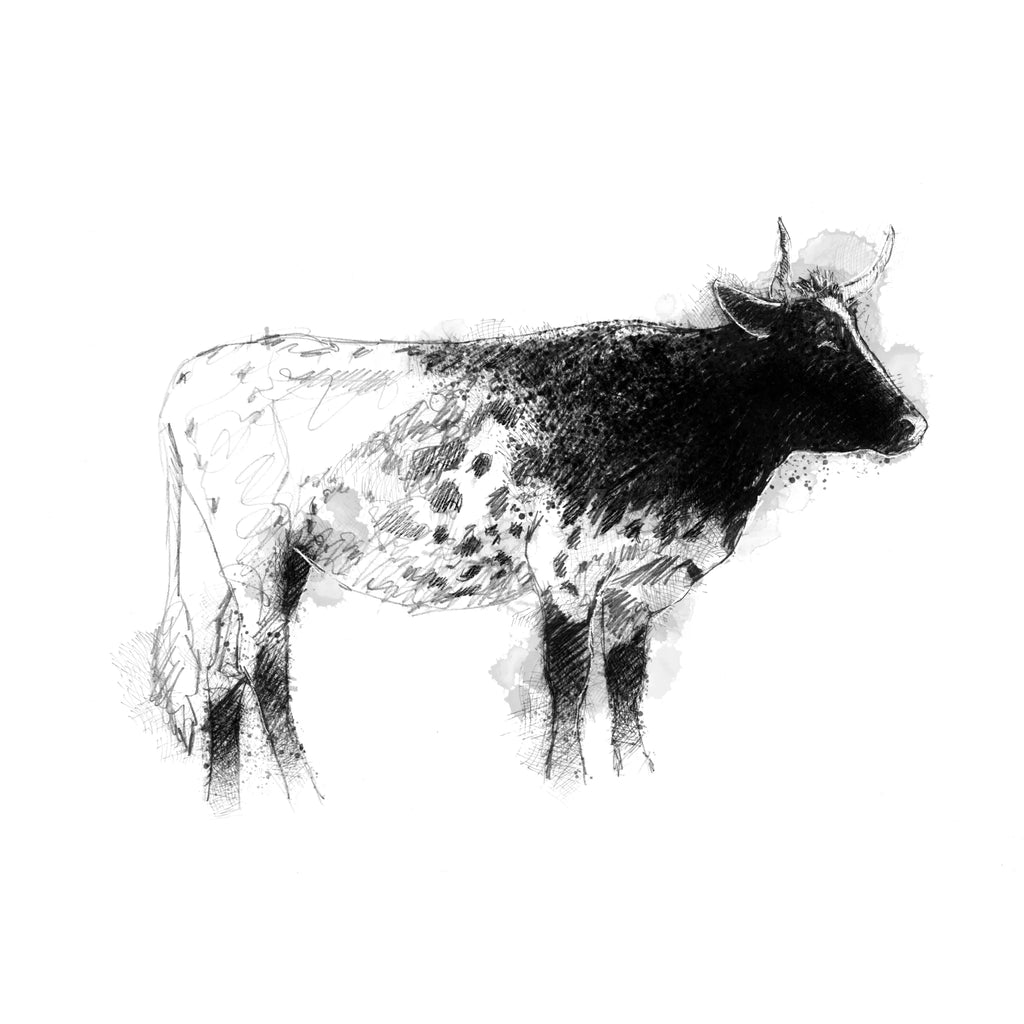 Pineywoods cow - BW Sketch