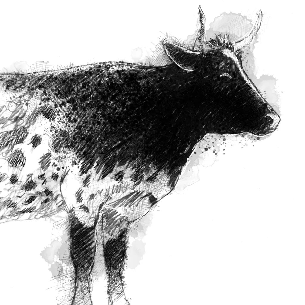 Pineywoods cow - BW Sketch