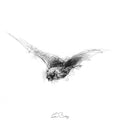 Pipistril bat