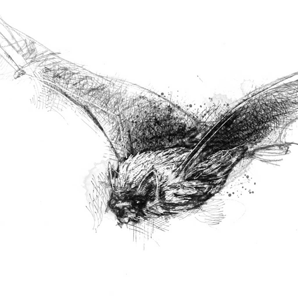 Pipistril bat