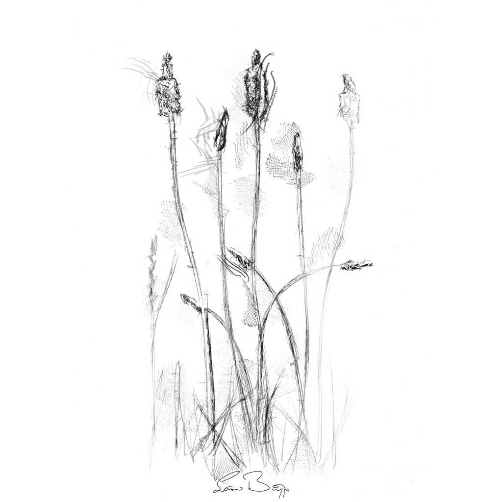 Plantain