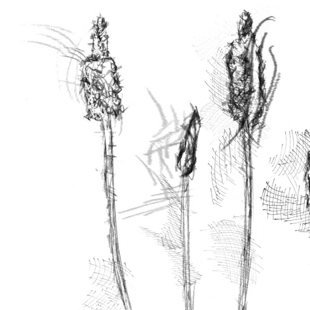 Plantain