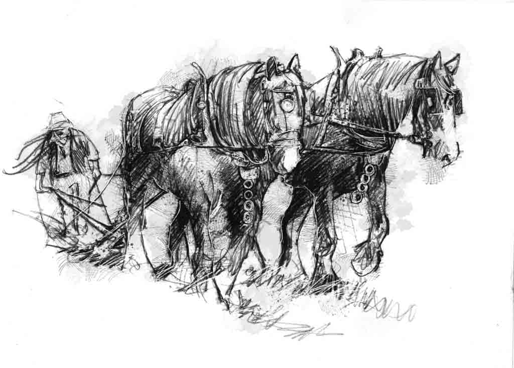 Horse ploughing