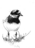 Ringed plover