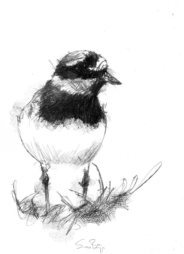 Ringed plover