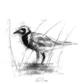Plover