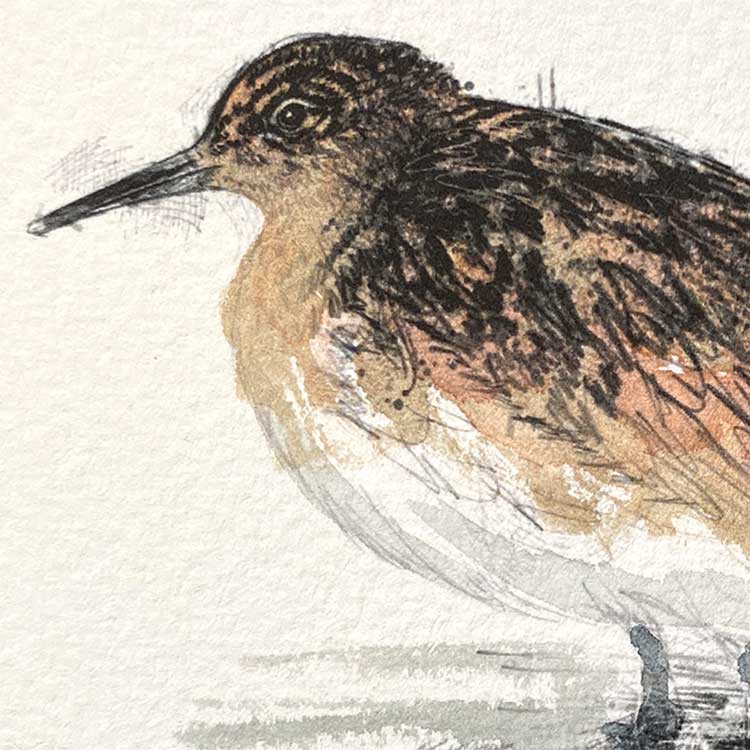 Plover mini sketch