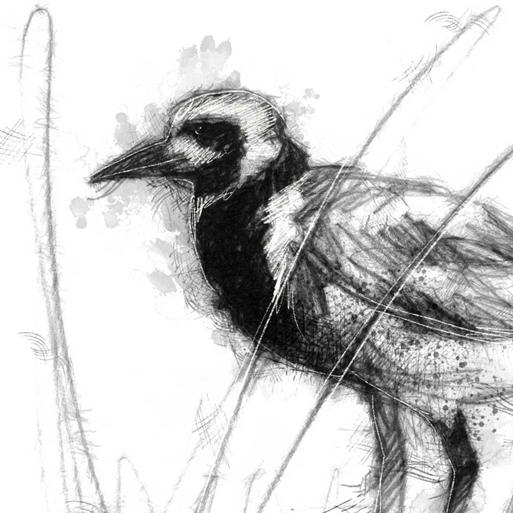 Plover