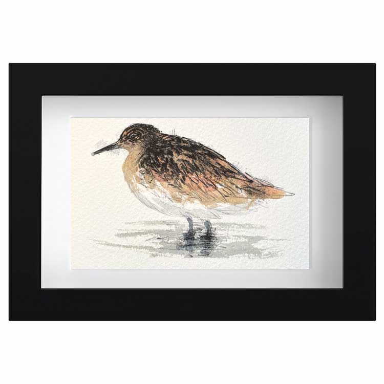 Plover mini sketch