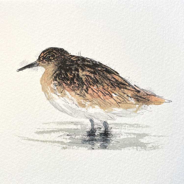 Plover mini sketch