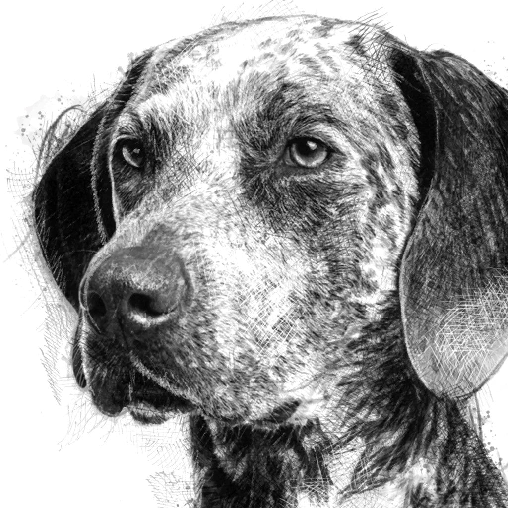 Pointer dog - BW Sketch
