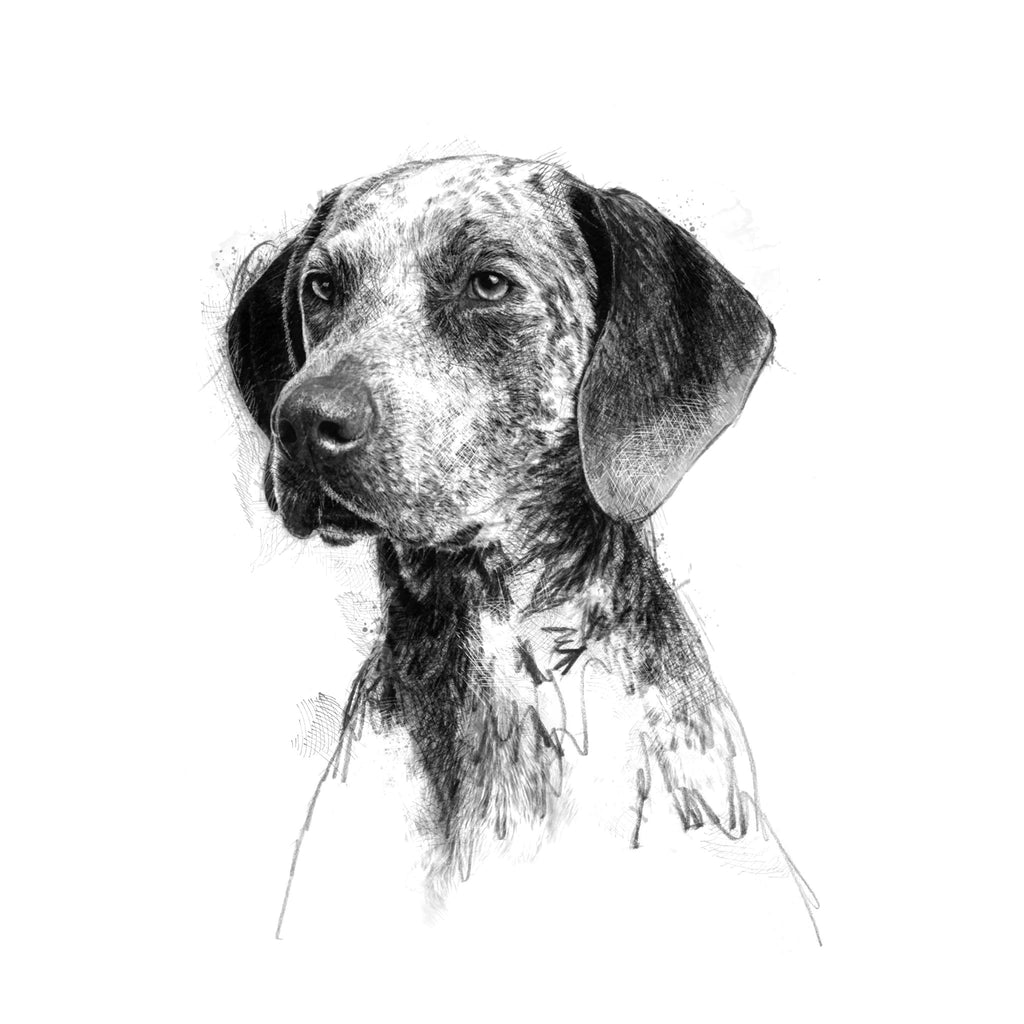 Pointer dog - BW Sketch