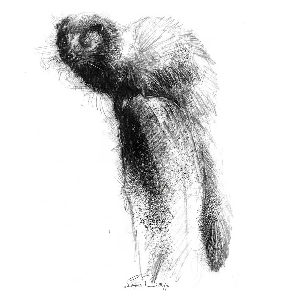 Polecat