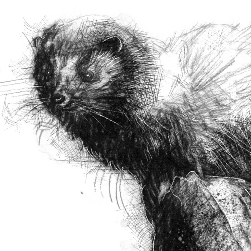 Polecat