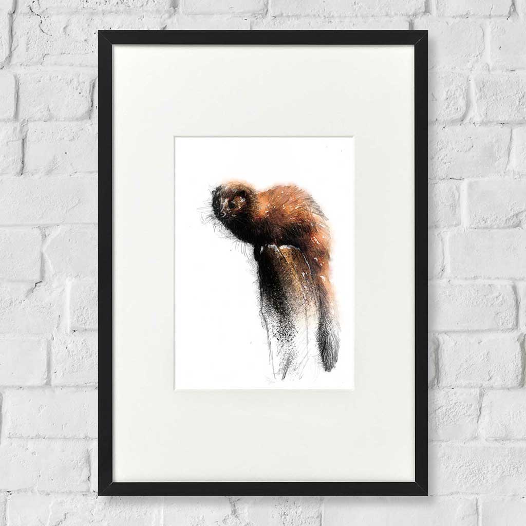 Polecat colour