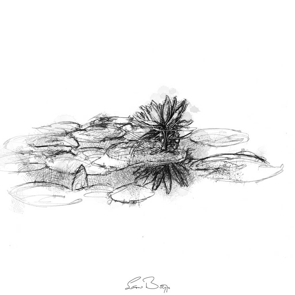Pond lilly