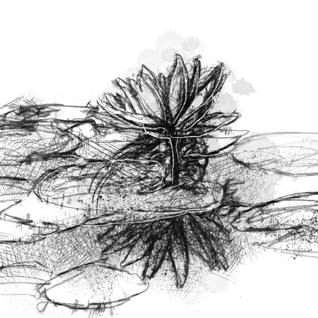 Pond lilly