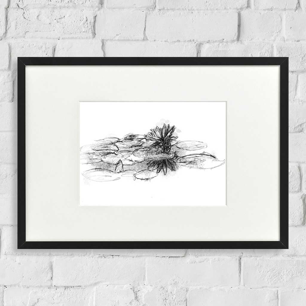 Pond lilly