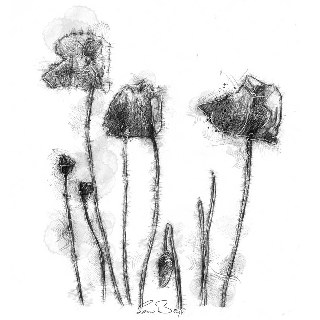 Poppies