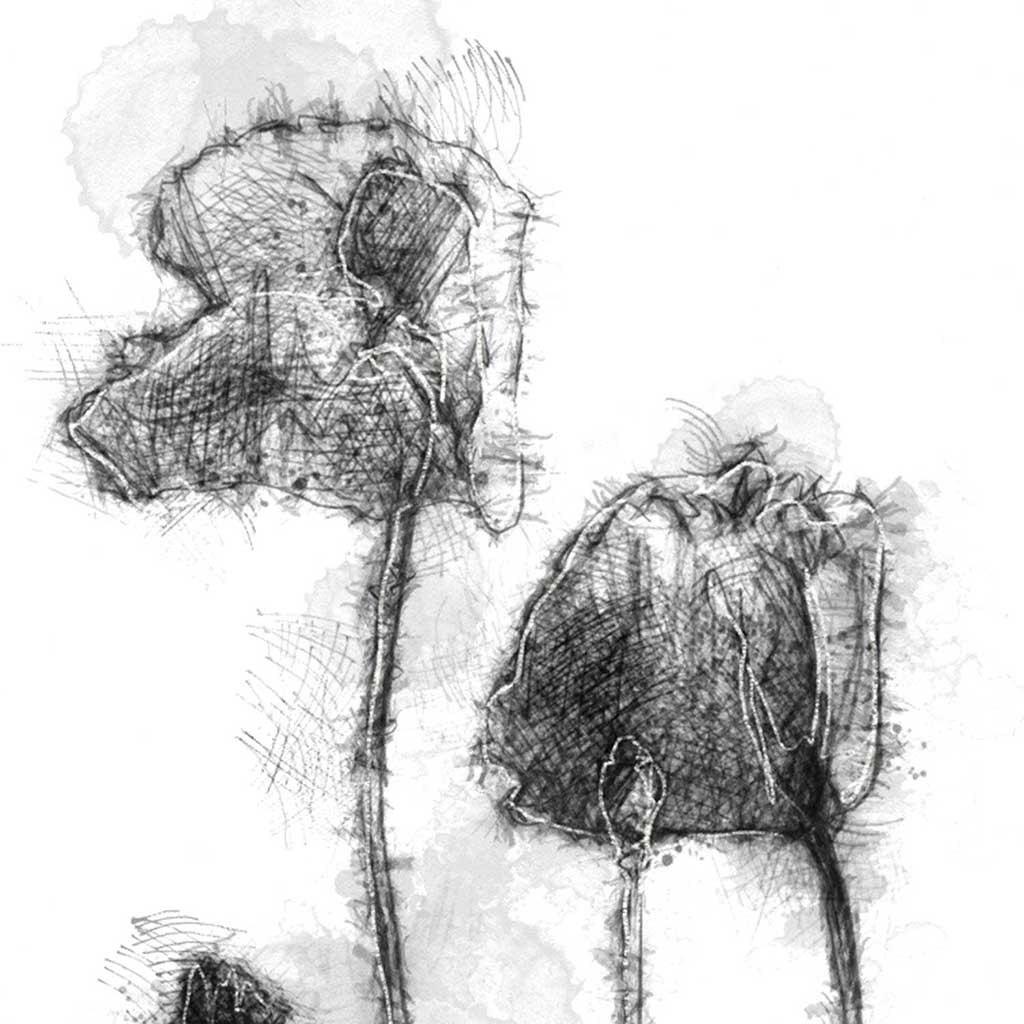 Poppies
