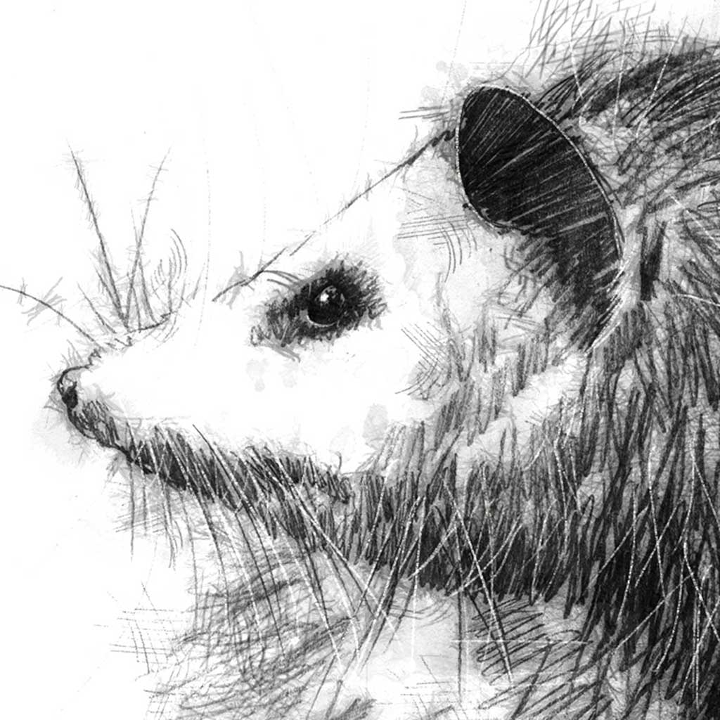 possum