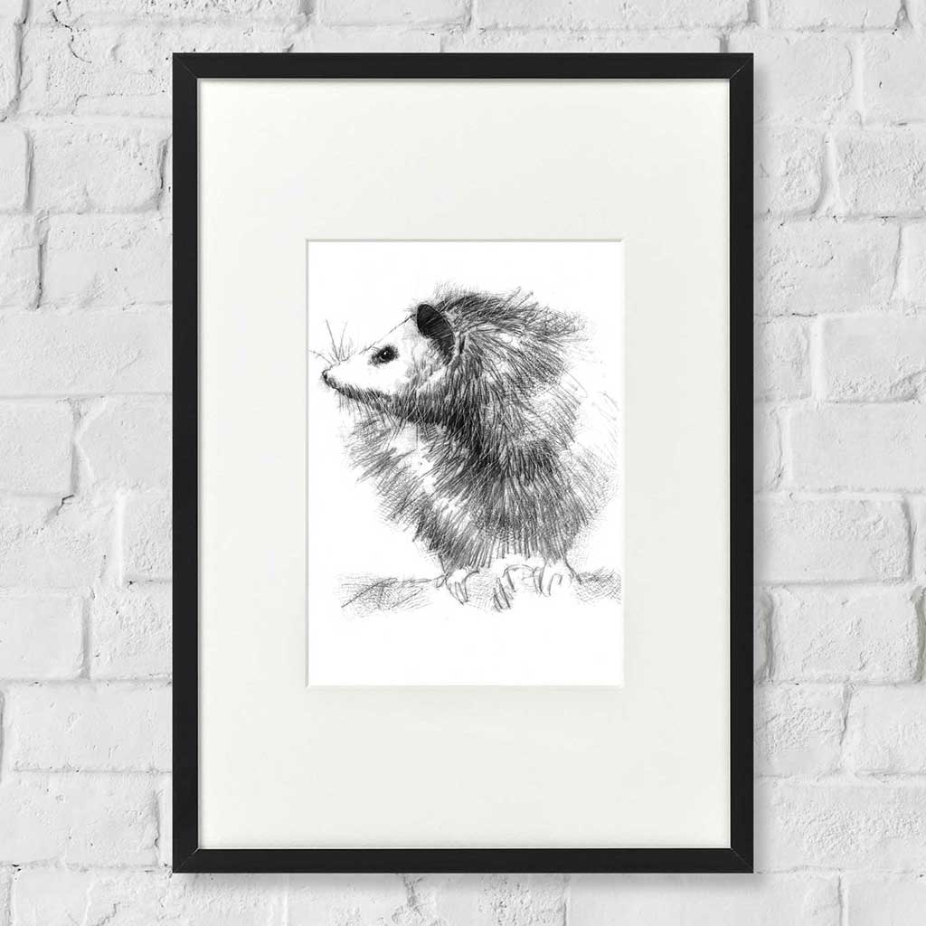 possum