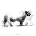 Prize bull
