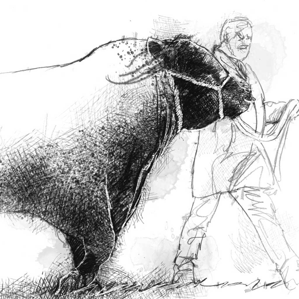 Prize bull
