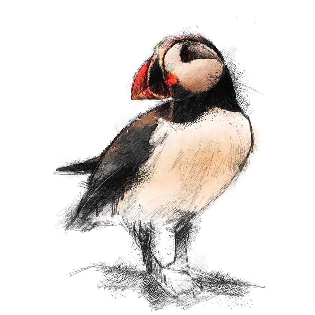 Puffin