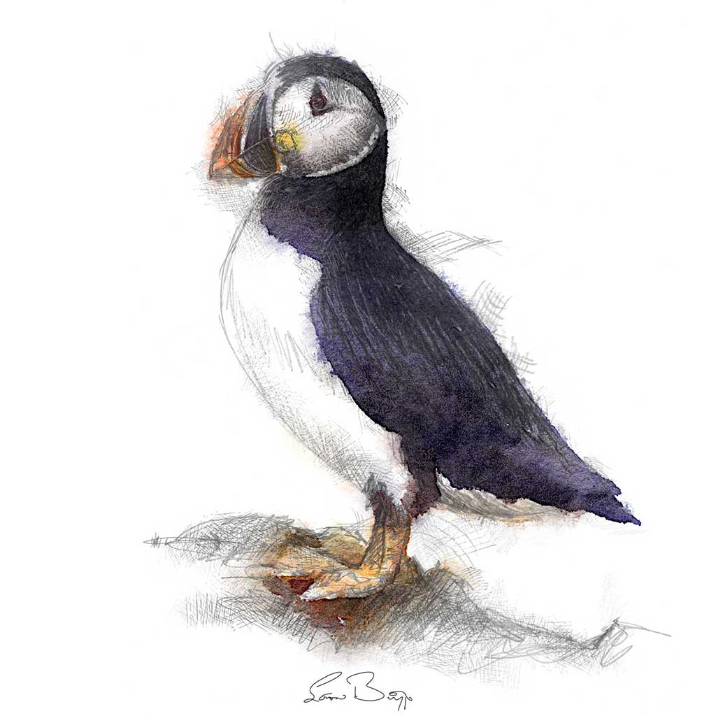 Puffin