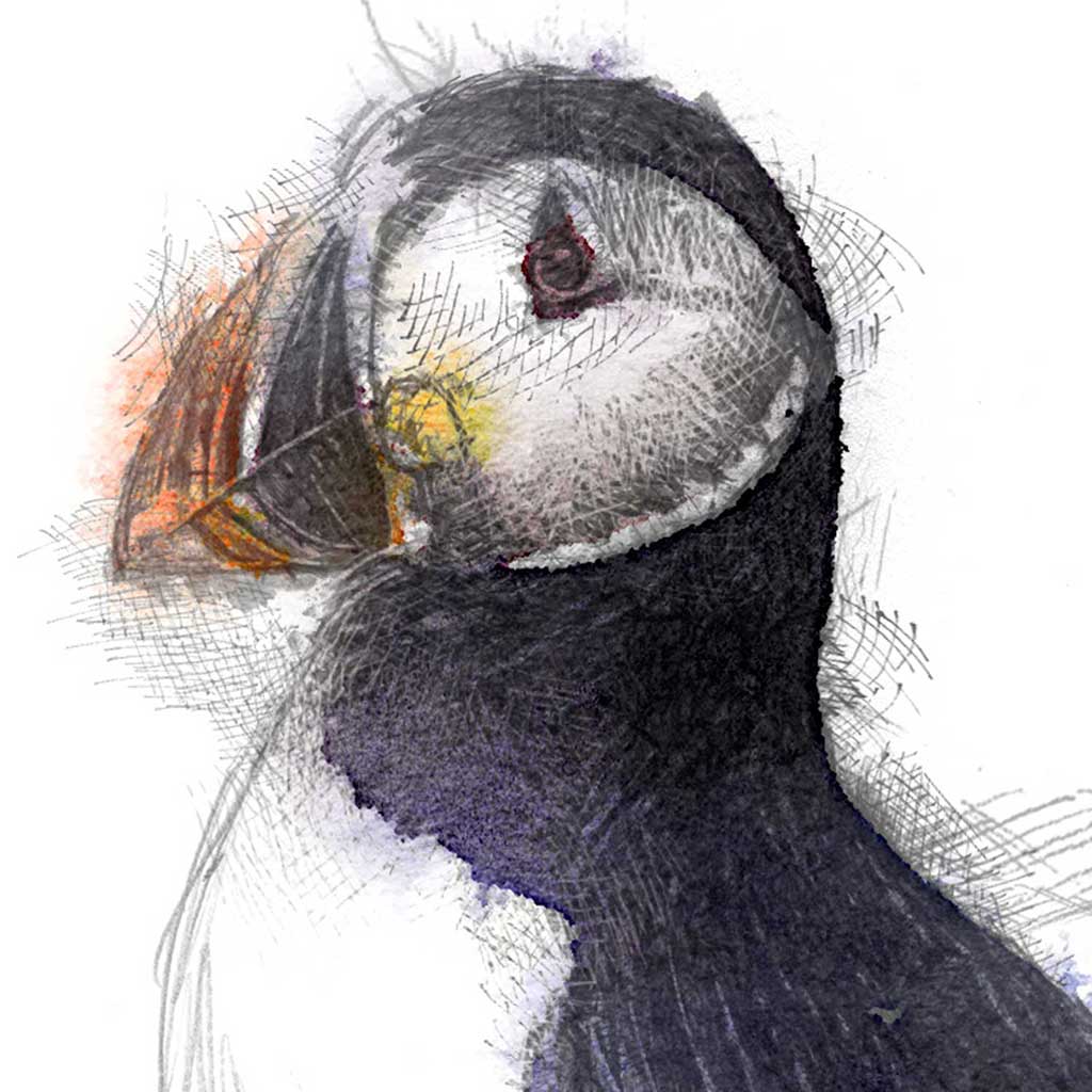Puffin